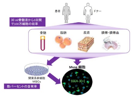 东北大学发现因脑梗塞丧失的机能可得到恢复