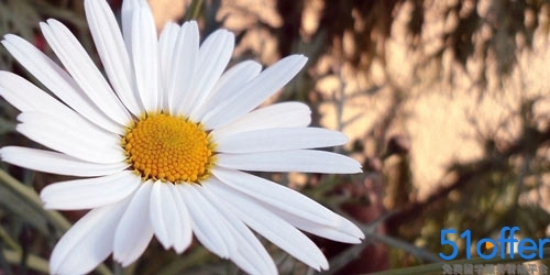 加拿大留学大专生申请方案