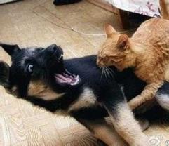 猫和狗为什么“打架”
